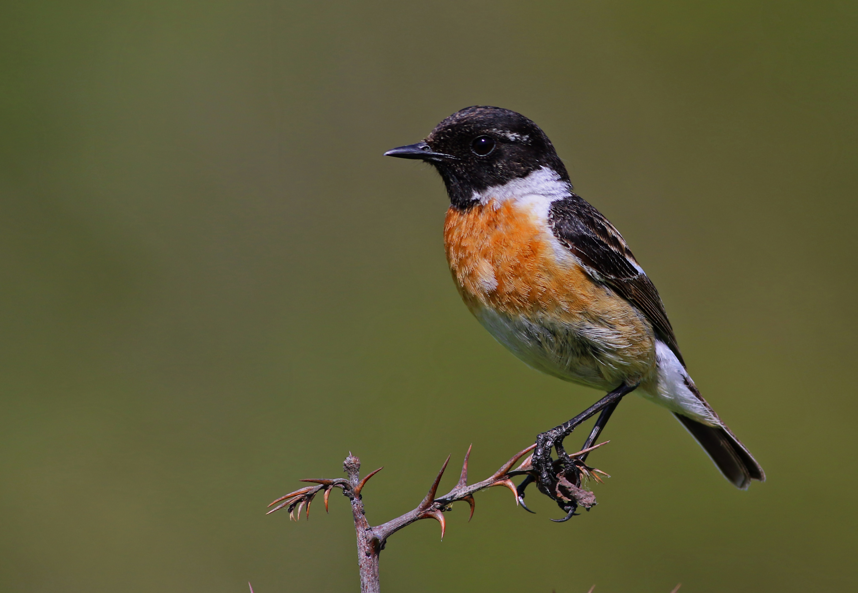 European Stonechat